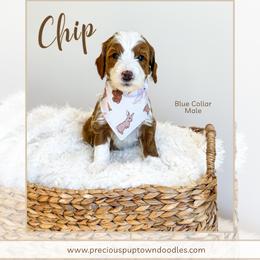 Chip - Red  male Goldendoodle puppy in Bell Buckle, Tennessee from Precious Puptown Doodles