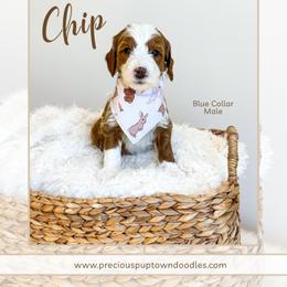 Chip - Red  male Goldendoodle puppy in Bell Buckle, Tennessee from Precious Puptown Doodles