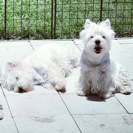 Japanese Chins and West Highland White Terriers from kennel ASTRAGUS
