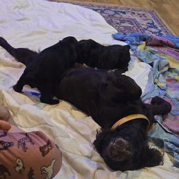 Boykin Spaniel, English Springer Spaniel, and Rat Terrier Puppies from 31 Pines Kennels