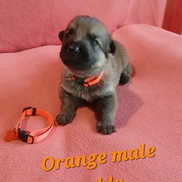 Orange Collar Sable Male - German Shepherd puppy from TiPi S Ranch's German Shepherds