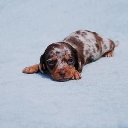 AKC Thor - Dapple male Dachshund puppy in Billings, Missouri from Bundles of Joy