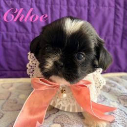 Chloe - Black and white female Shih Tzu puppy in Hemet, California from Aloha Shih Tzu