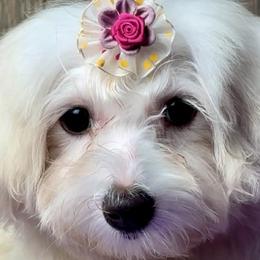 Lulu - Maltipoo