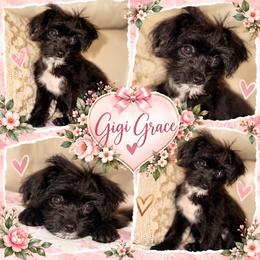 Ms Gigi Grace - Black female Yorkipoo puppy in Chattanooga, Tennessee from Joyfull Pals