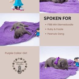 Purple Collar - Lucy - Chocolate merle female Bernedoodle puppy in Lexington, North Carolina from Deborah’s Doodles