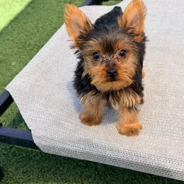 Jim Beam - Black and tan male Yorkshire Terrier puppy in Ocala, Florida from Yorkie  And Shih Tzu Love