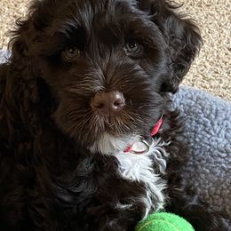 Portuguese Water Dog Puppies from Prestige Portuguese Water Dogs