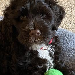 Portuguese Water Dog Puppies from Prestige Portuguese Water Dogs