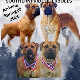 Boerboel Puppies from Southern Pride Boerboels