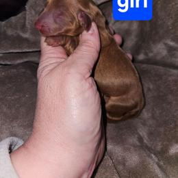 Girl 1 - Red female Dachshund puppy in Lansing, Michigan from Black Thunder 517 Cane Corso and Dachshunds and frenchies