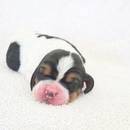 Sparkle - Black brown and white female Basset Hound puppy in Valley, Washington from Peaceful Valley Paws