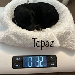 Assorted Doodle Crosses and Aussiedoodle Puppies from Parrish Precious Ones Missouri