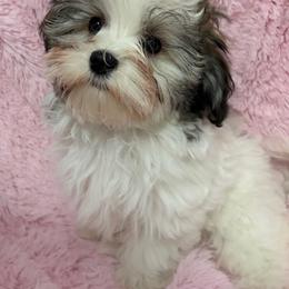 Beseme's Sweet Escape (''Henley'') - Red brindle female Havanese puppy in Salt Lake City, Utah from Beseme Havanese