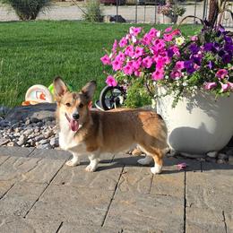 Dolly - Pembroke Welsh Corgi