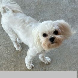 Spice - Maltese