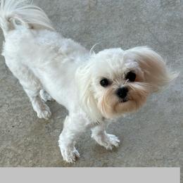 Spice - Maltese