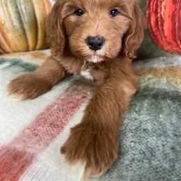 Cedar - Red  male Goldendoodle puppy in Ottawa, Ohio from Simply Beautiful Goldendoodles