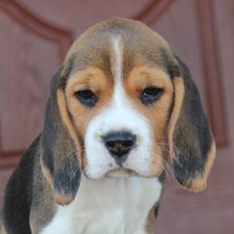 Tinsley - Black tan and white female Beagle puppy in Morrill, Kansas from Kelle Beagles
