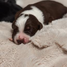 Trooper AKC - Red tri-color male Australian Shepherd puppy in Polk City, Florida from Skaky Shepherds