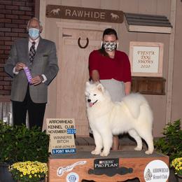 Leia - Samoyed