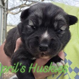 Boy 2 - Agouti and white male Siberian Husky puppy in Terre Haute, Indiana from April's Huskies