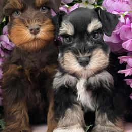 Miniature Schnauzer puppies from Sabrina's Miniature Schnauzers