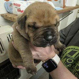 Brown collar boy - Red male Boerboel puppy in Rockford, Illinois from Adoraboerboels