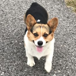 Pembroke Welsh Corgis from Brandee Moody