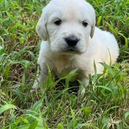 Smokey - Golden Retriever puppy from Southern Belle's Puppies
