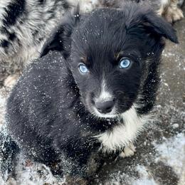 Tecova - Black tri-color female Aussiedoodle puppy in Clara City, Minnesota from Good Shepherd Aussiedoodles