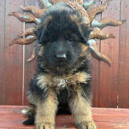 Girl 4 - Black and red female German Shepherd puppy in Quincy, Washington from Sir Puente German Shepherds