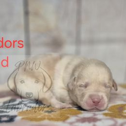 Harry - Yellow male Labrador Retriever puppy in Rogue River, Oregon from PNW Labradors