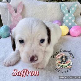 Saffron - Piebald female Dachshund puppy in Hockley, Texas from Shans Down Home Doxies