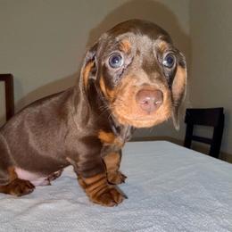 Boy 1 - Chocolate and tan male Dachshund puppy in Surprise, Az Corona, Ca Hemet, Ca, Arizona from Over The Moon Dachshunds and Doodles