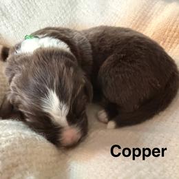 Copper - White and brown male Newfoundland puppy in Goodhue, Minnesota from Claypits Newfoundlands