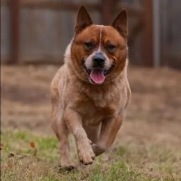 Cane - Australian Cattle Dog