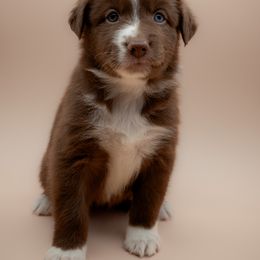 Australian Shepherd Puppies from 2 Happy Aussies