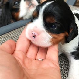 Cavalier King Charles Spaniel Puppies from Cadelia Cavalier King Charles Spaniels