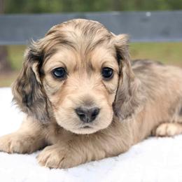 Chip - Dapple male Dachshund puppy in Zephyrhills, Florida from Dapper Doxies