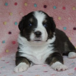Australian Shepherd Puppies from Faith Valley Australian Shepherds
