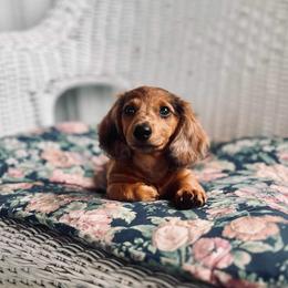 Dachshund Puppies from Vibrant Eyes Doxies