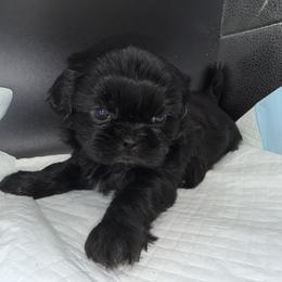 Girl 2 - Black female Shih Tzu puppy in Albany, New York from Precious Shihpoo’s and Luxurious Shih Tzu’s