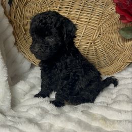 AKC Cayce - Black male Poodle puppy in Elgin, South Carolina from Silver Bells Paw Prints