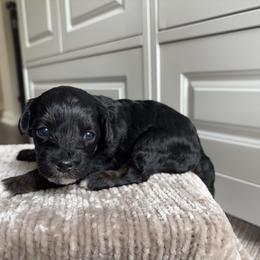 Girl 3 - Black phantom female Aussiedoodle puppy in Cedar Park, Texas from Lollipups Mini Aussiedoodles