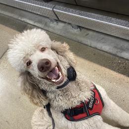 Poodle All Grown Up from Purley Poodles