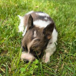 SUNNY - White and sable male Papillon puppy in Hollister, Missouri from Swan Creek Kennel