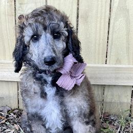Poodles from Creek Side Kennels