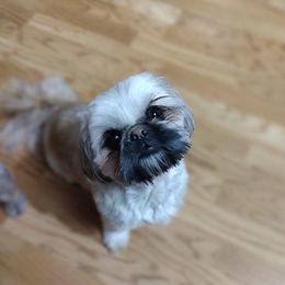 Pippy - Shih Tzu