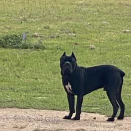 Cane Corso from Gladiator Acres